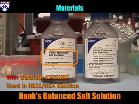 Neutrophil Isolation Protocol