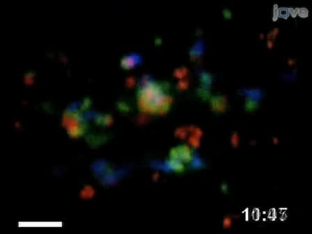 Generation of Bone Marrow Derived Murine Dendritic Cells for Use in 2-photon Imaging