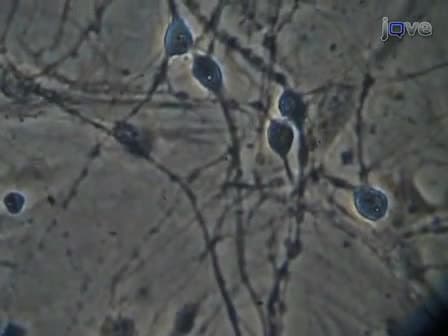 Primary Dissociated Midbrain Dopamine Cell Cultures from Rodent Neonates