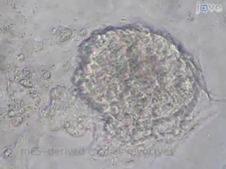 In vitro Differentiation of Mouse Embryonic Stem mES Cells Using the Hanging Drop Method