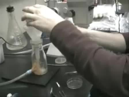 Dissection of Larval CNS in Drosophila Melanogaster