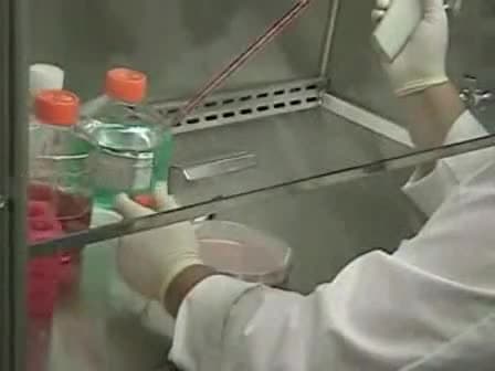 Human ES cells: Starting Culture from Frozen Cells