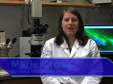 Obtaining Eggs from Xenopus laevis Females