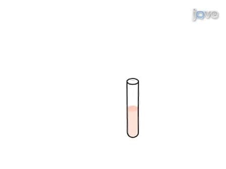 Neuronal Nuclei Isolation from Human Postmortem Brain Tissue