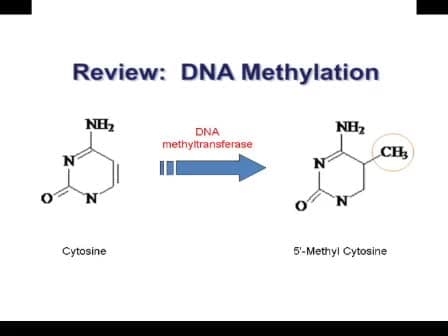 Methylated DNA Immunoprecipitation
