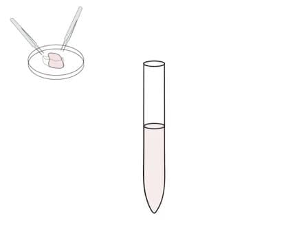 Isolation and Culture of Post-Natal Mouse Cerebellar Granule Neuron Progenitor Cells and Neurons