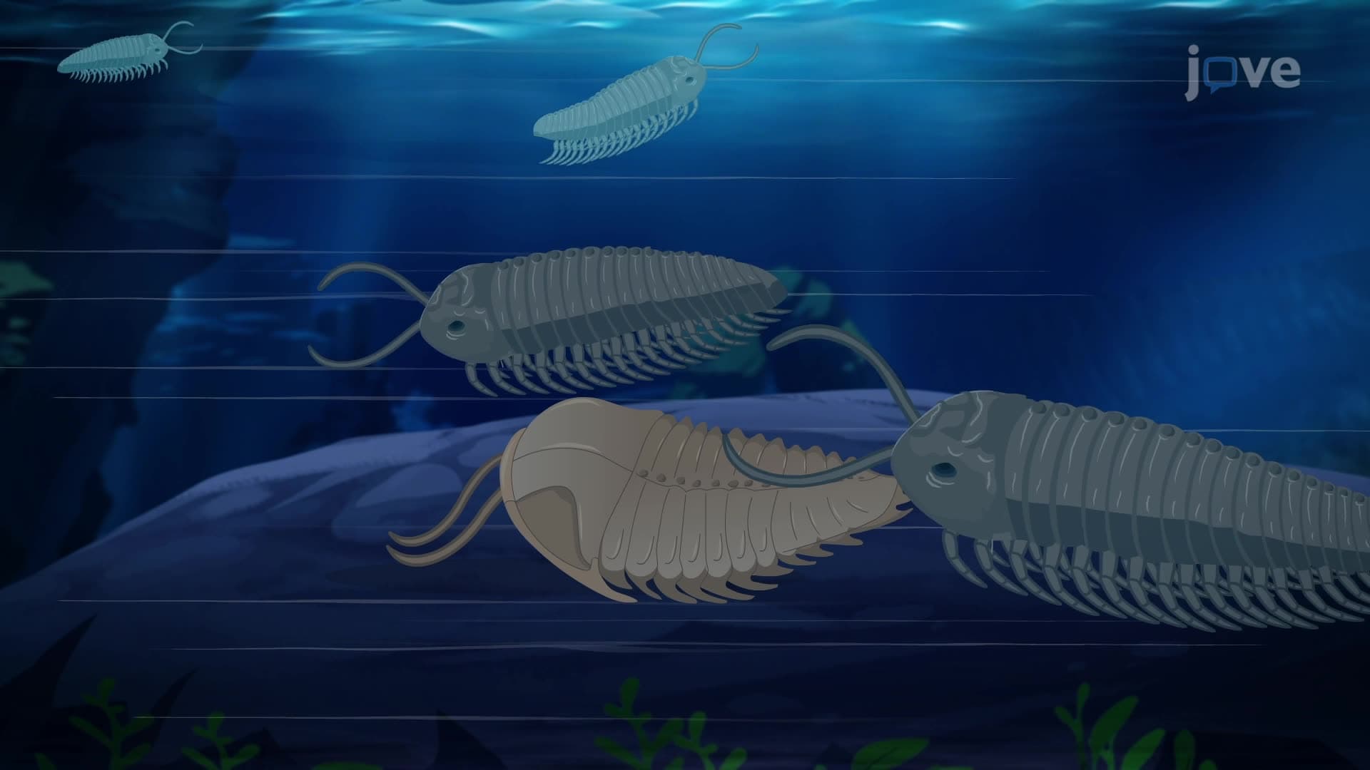 Types of Fossilization - I