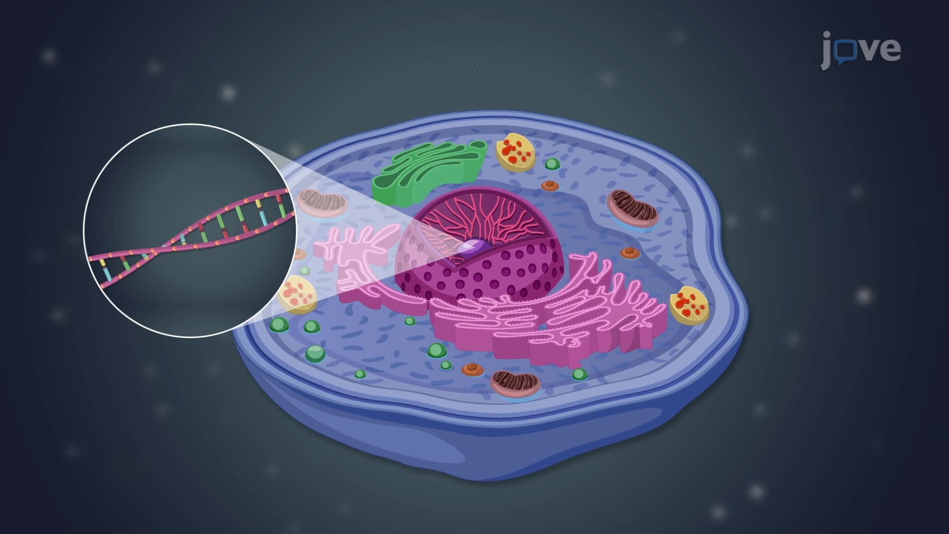 Nucleus