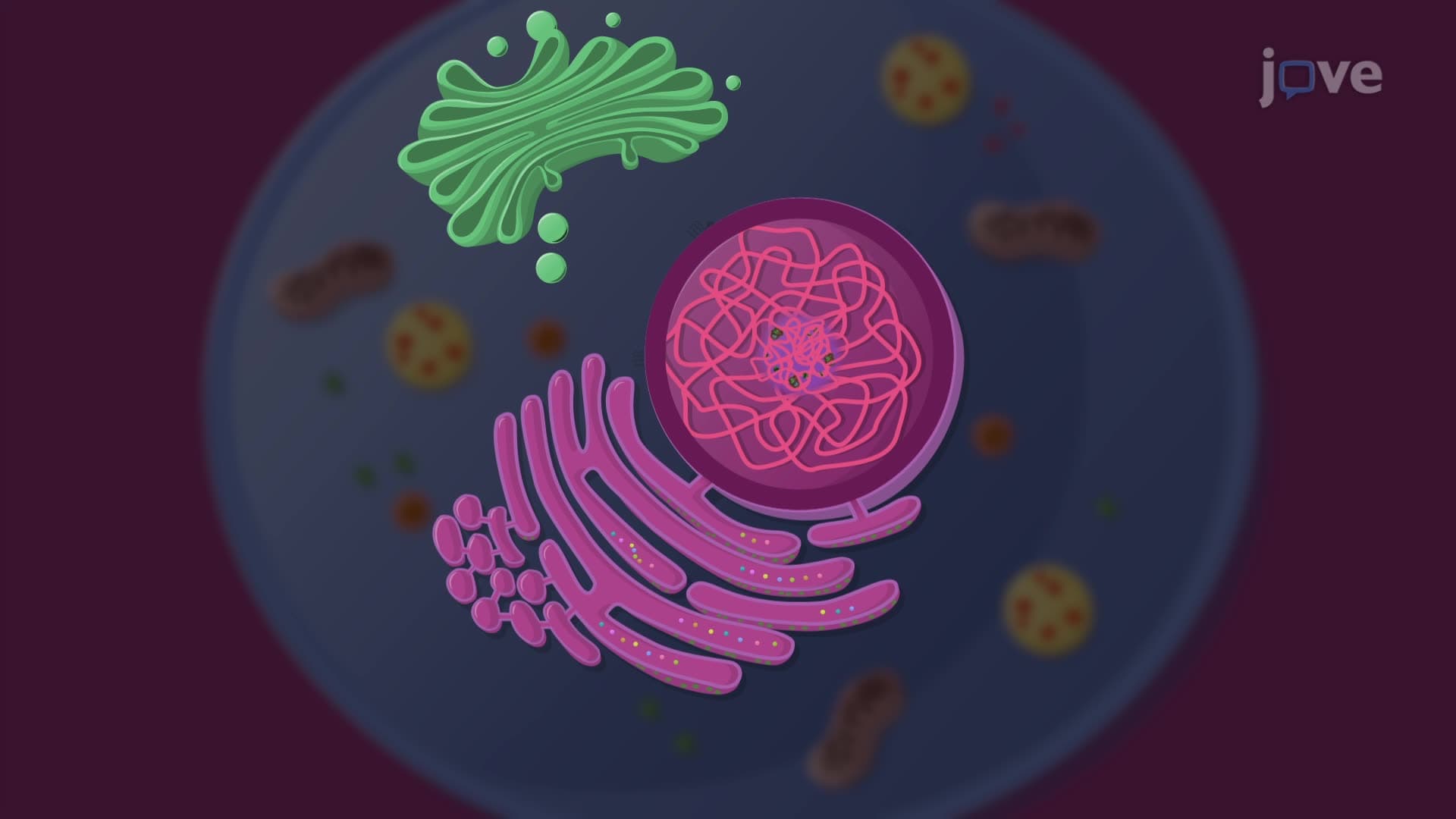 Organelles
