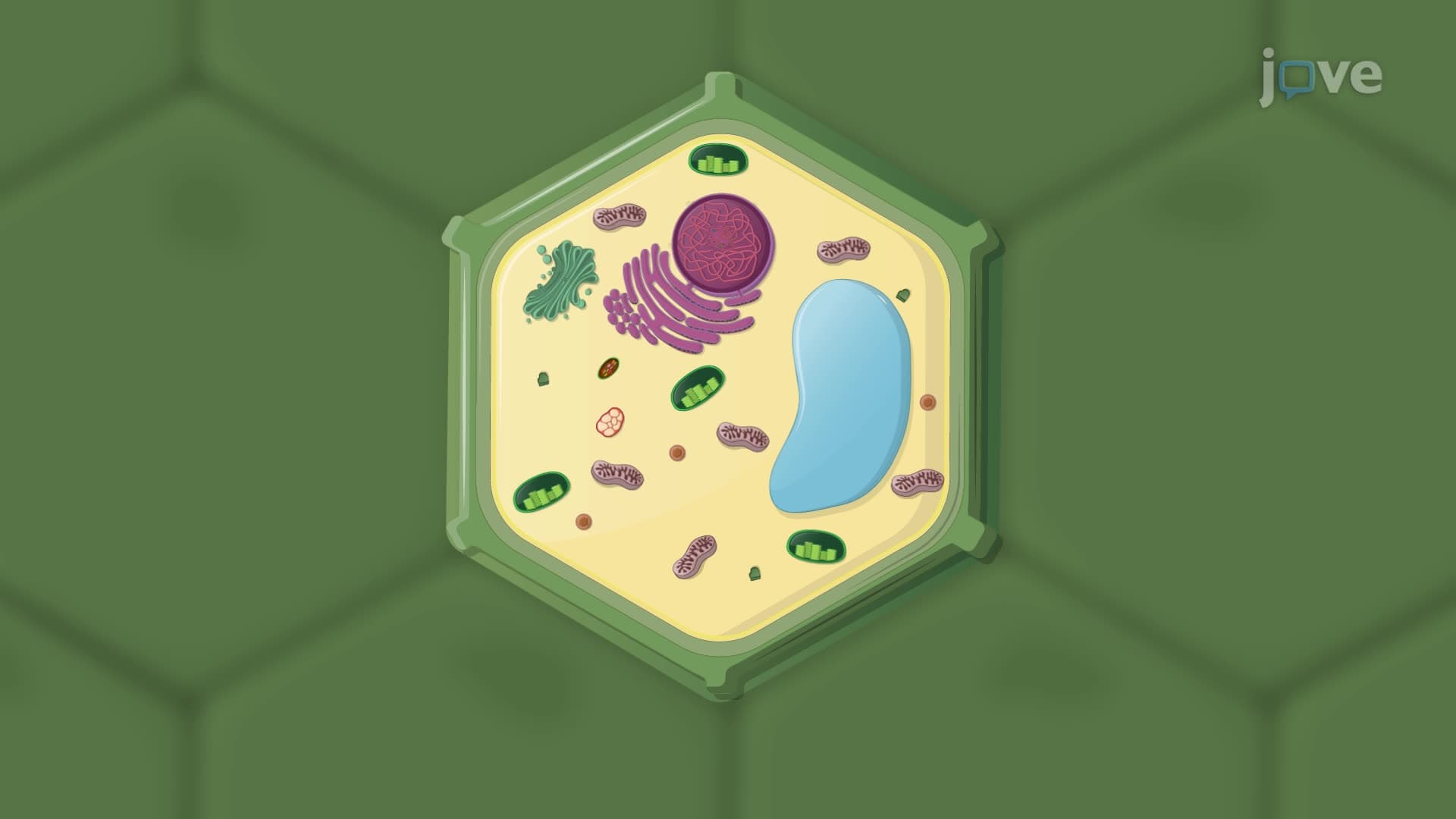 Plant Cell Structure