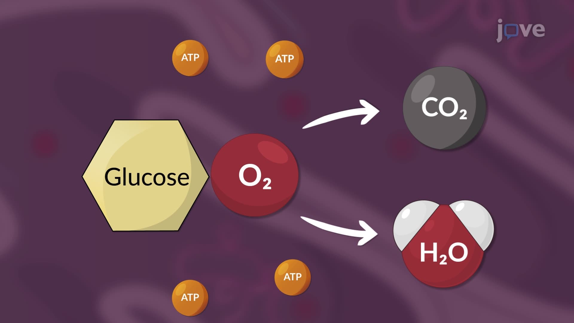 Cellular Respiration