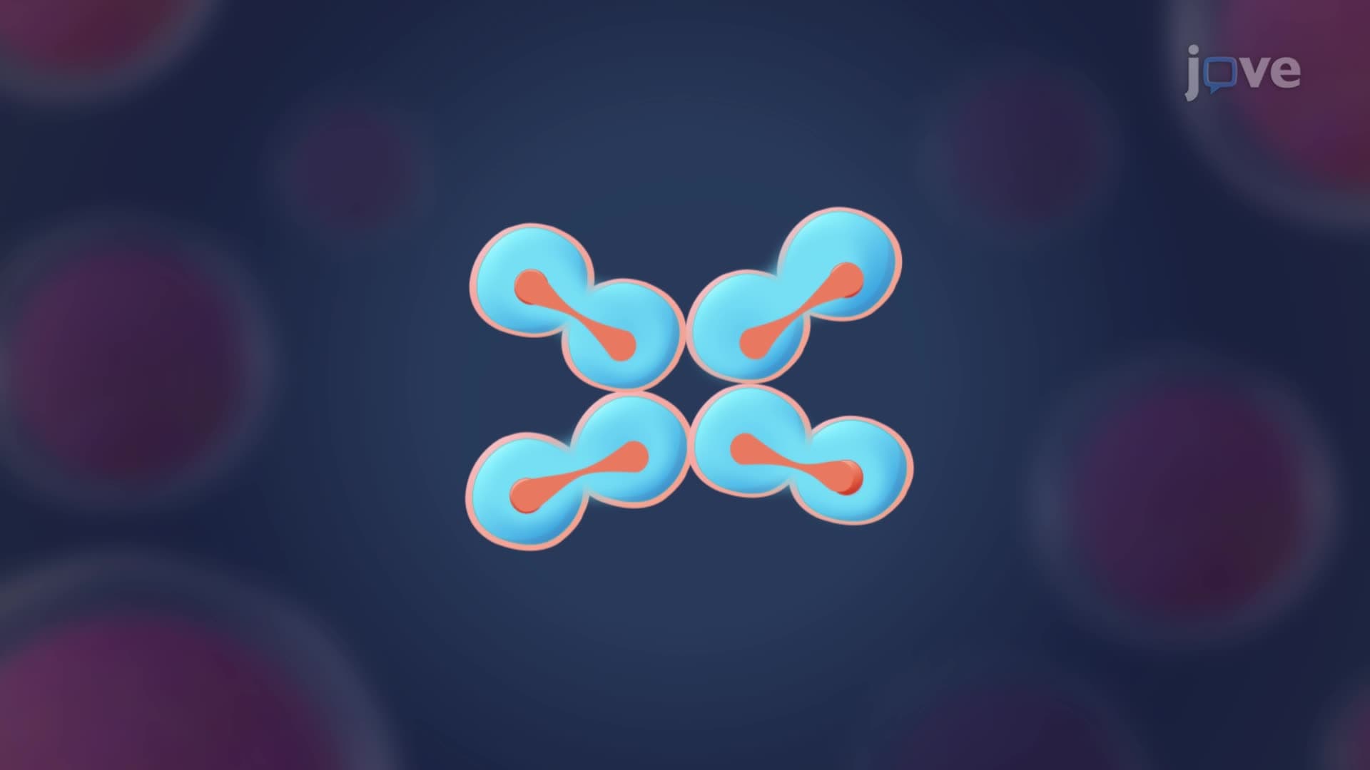 Cell Division