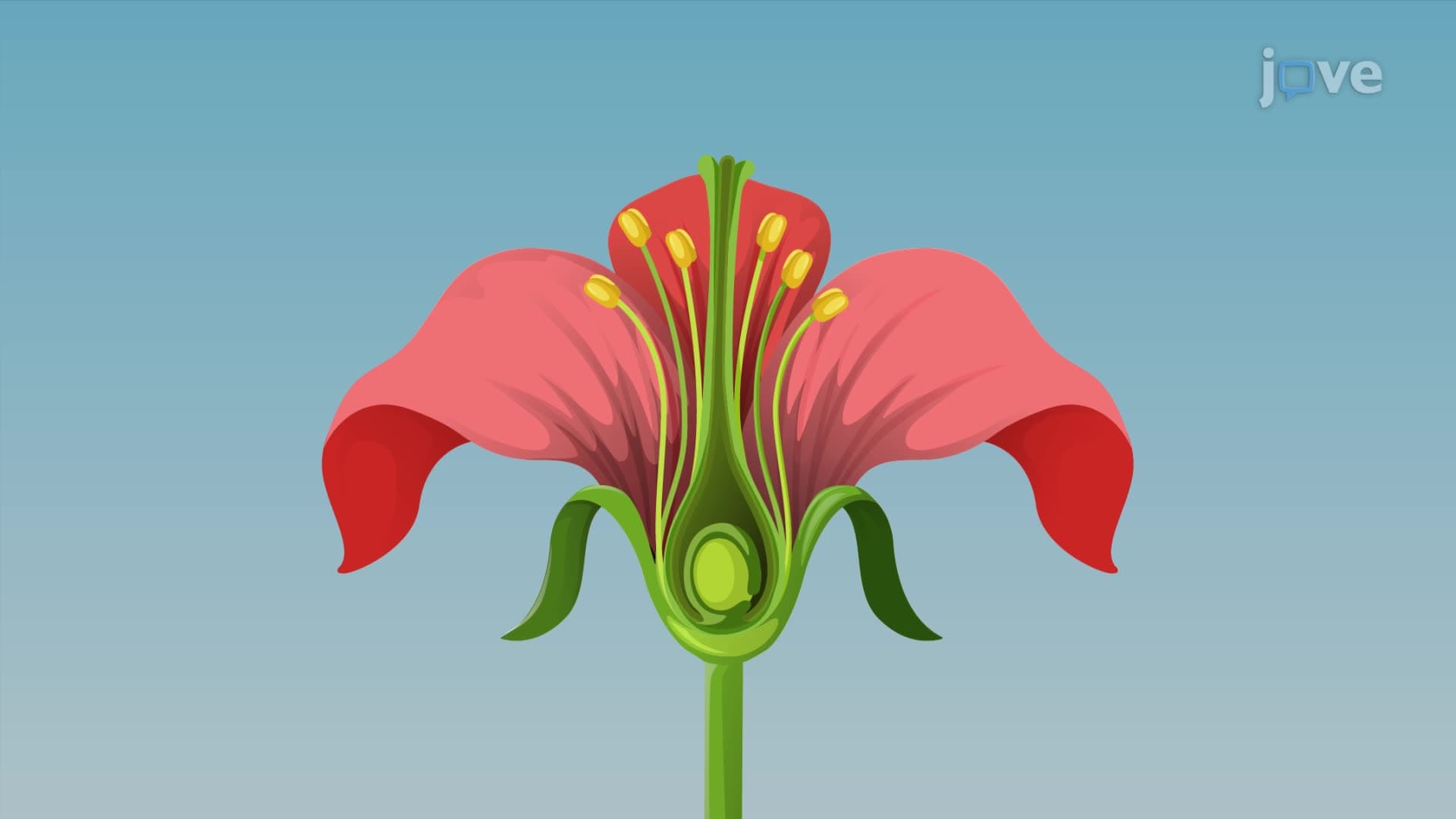 Reproduction