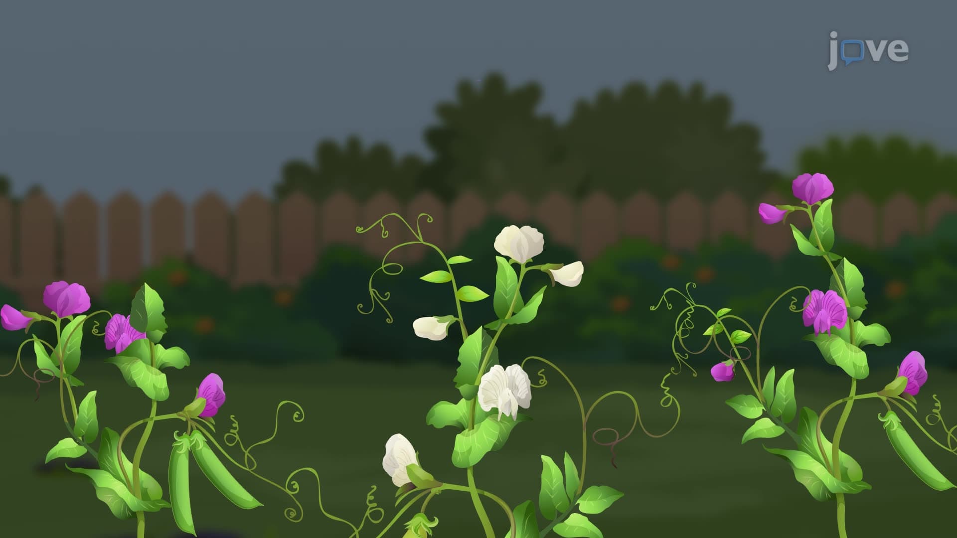 Pea Plants