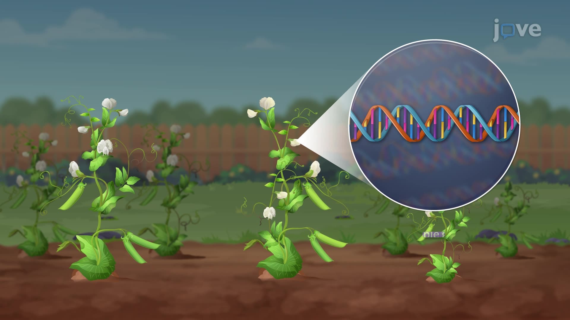 Genotype