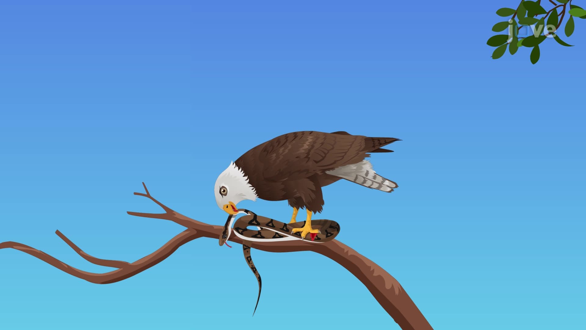 Food Chain