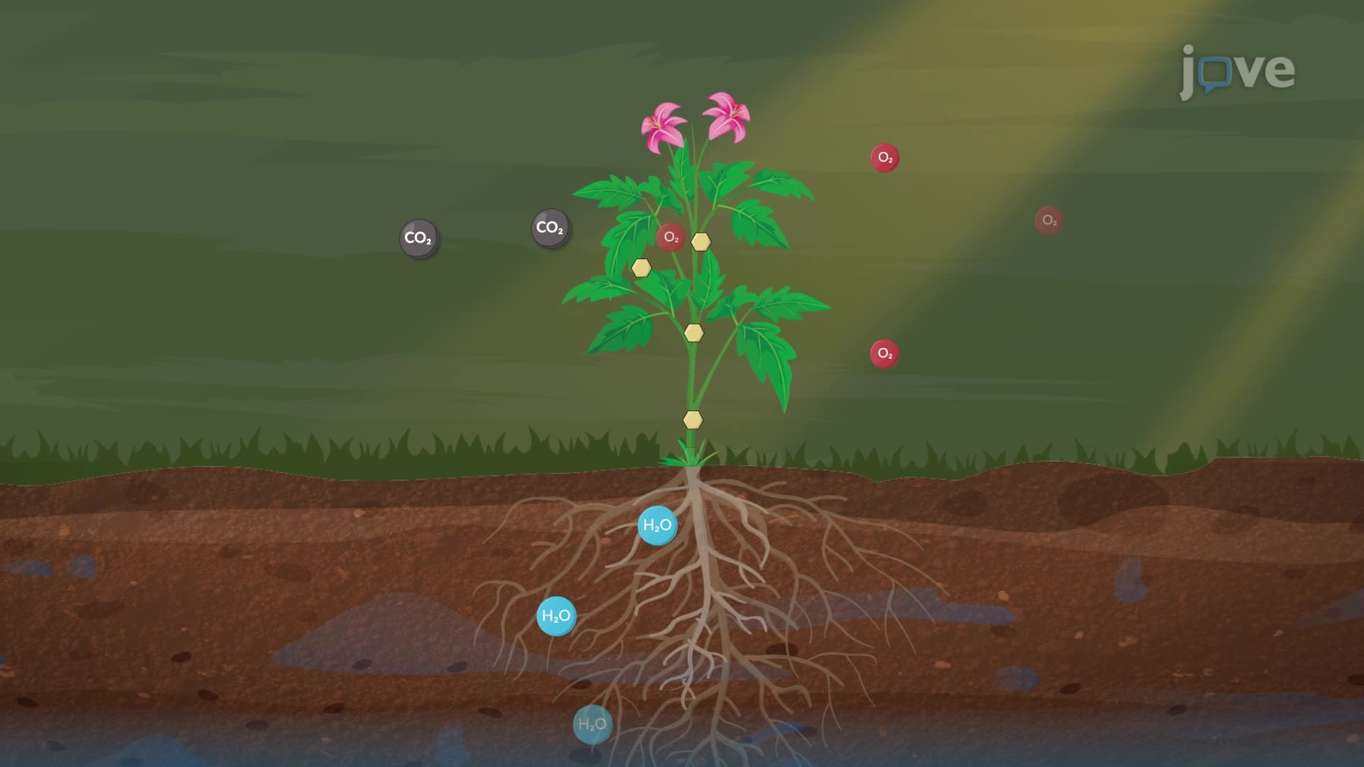 Carbon Cycle
