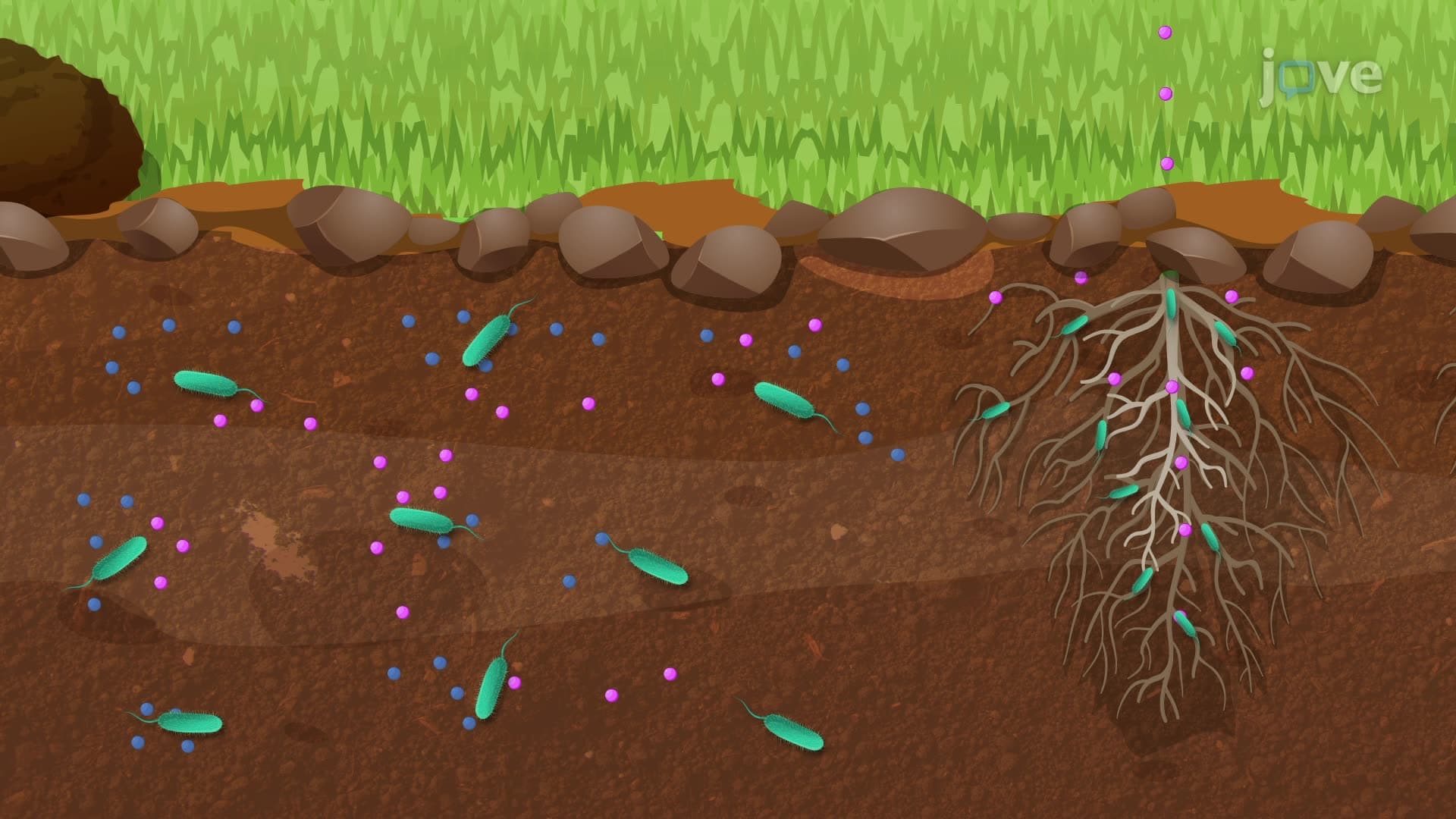 Nitrogen Cycle