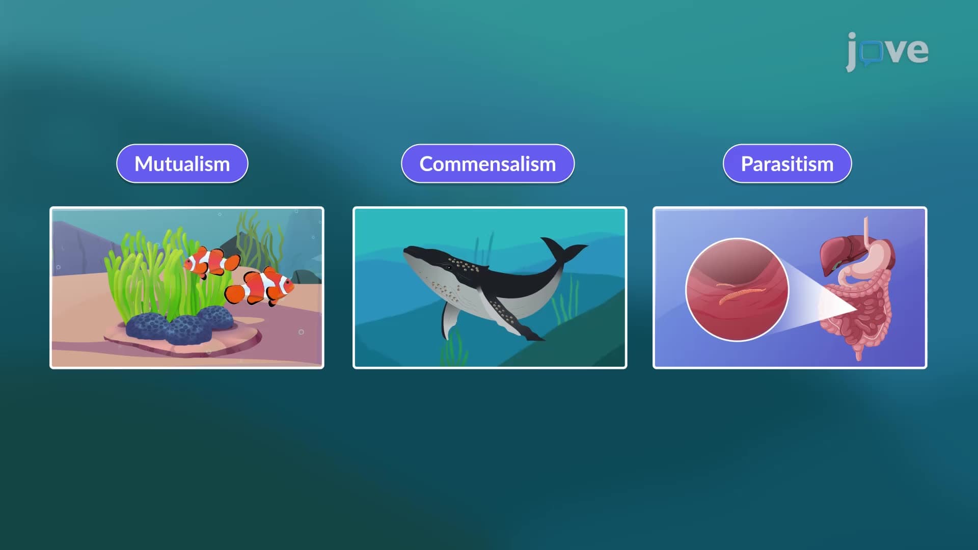 Symbiosis