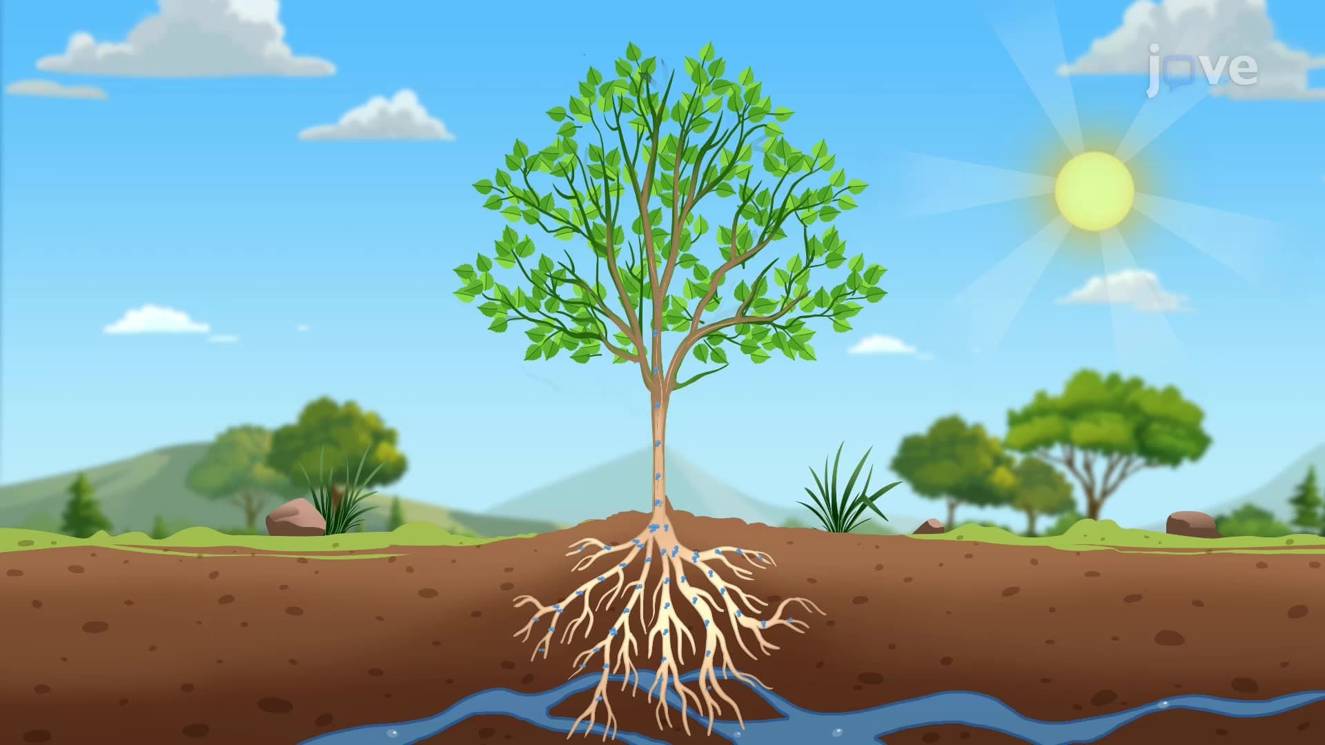 Plant Characteristics