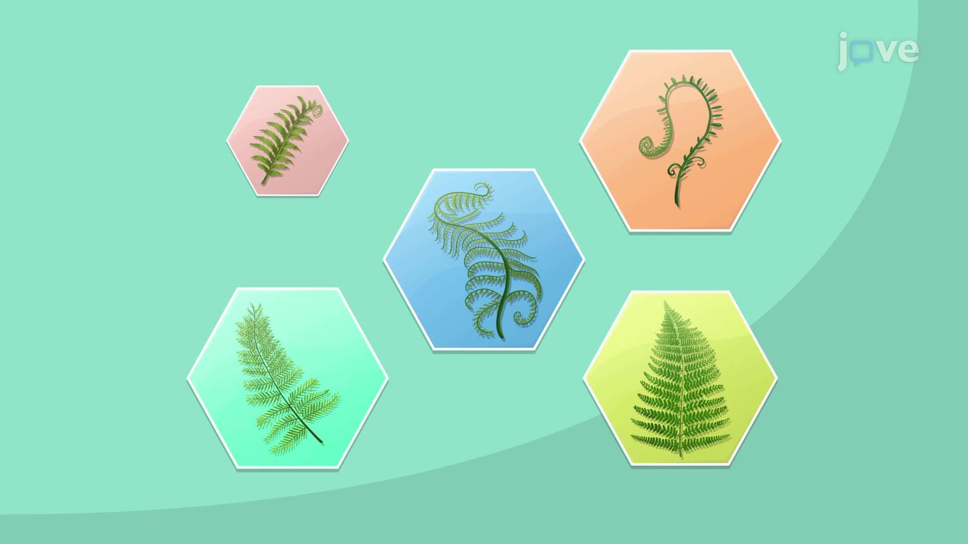 Plant Life Cycle I