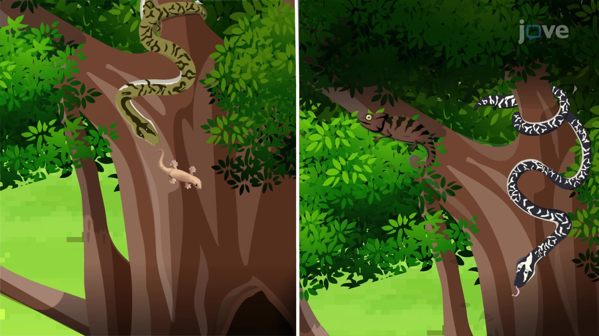 Animal Behavior