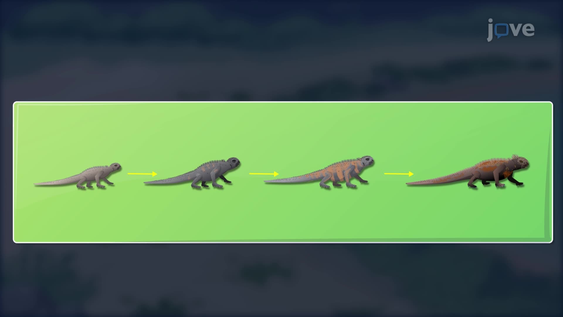 Theory of Evolution