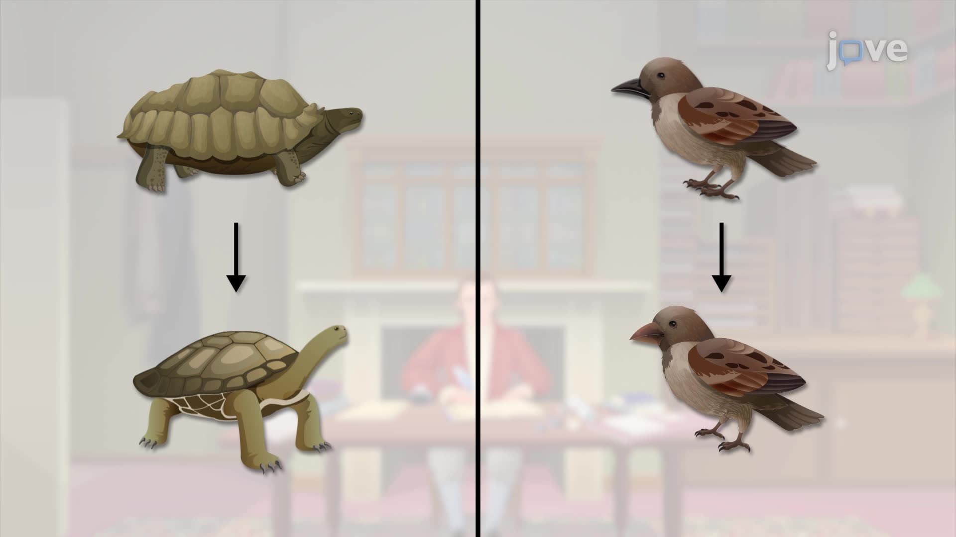 Giant Tortoises and Darwin's Finches