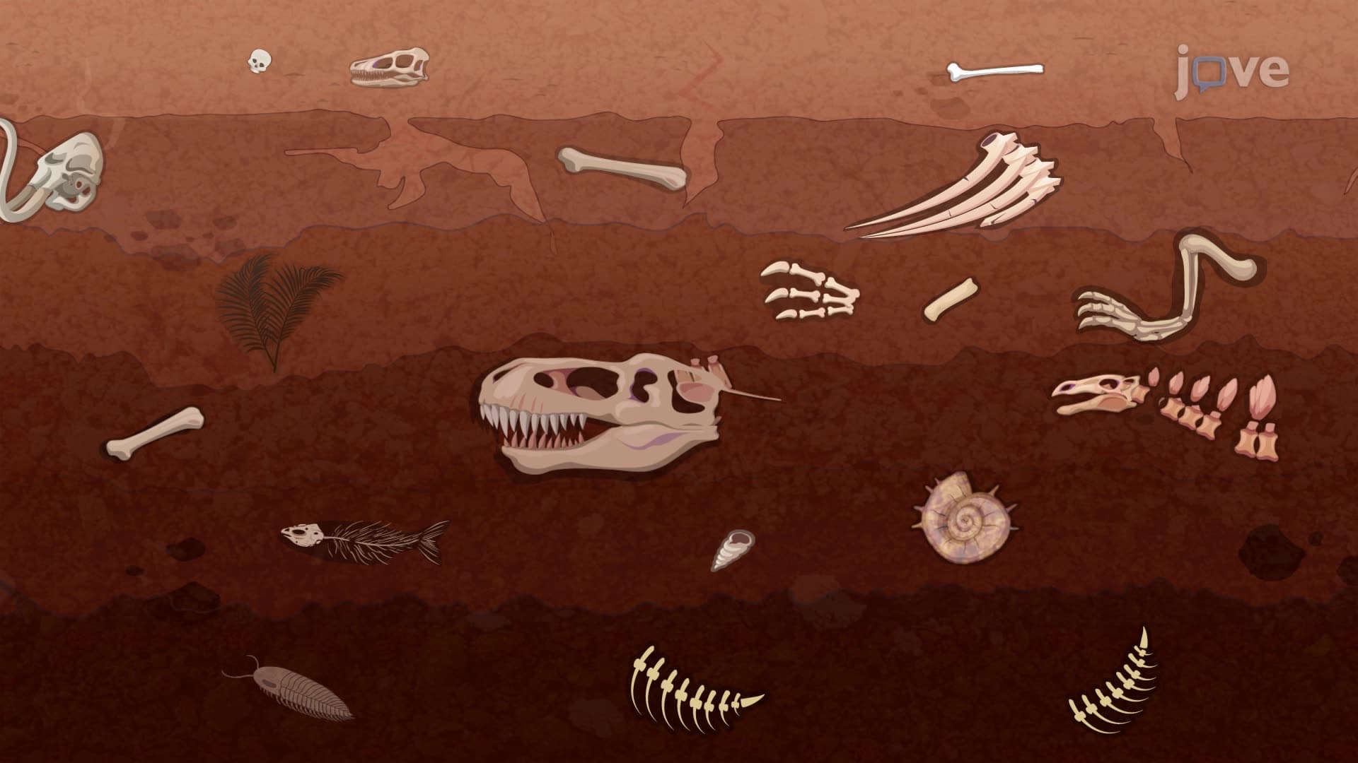 Fossil Records