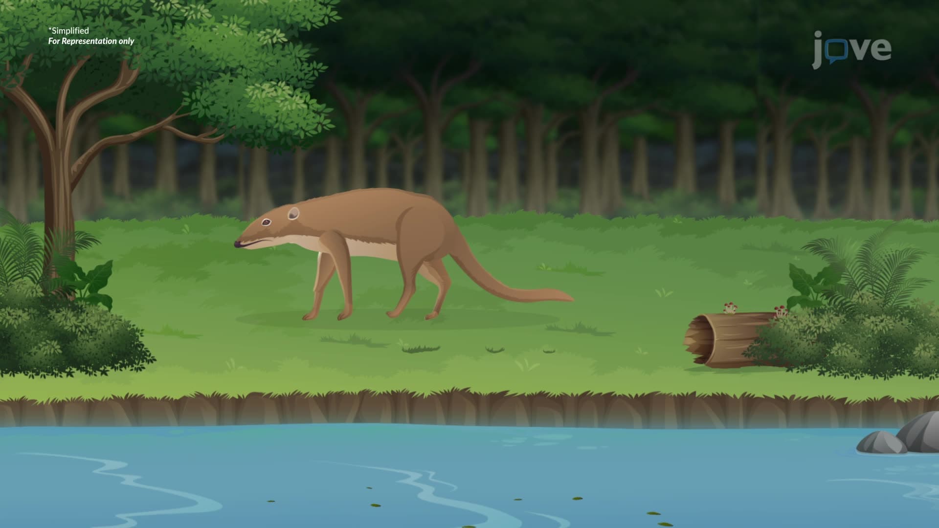 Evolution Evidence