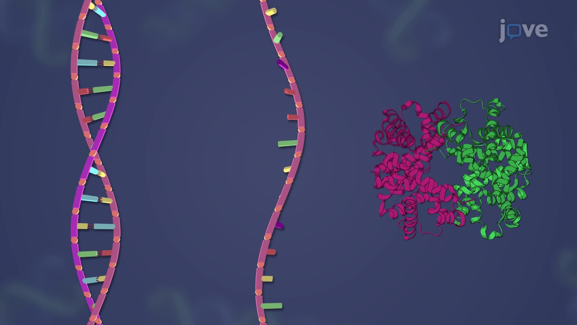 Molecular Evidence