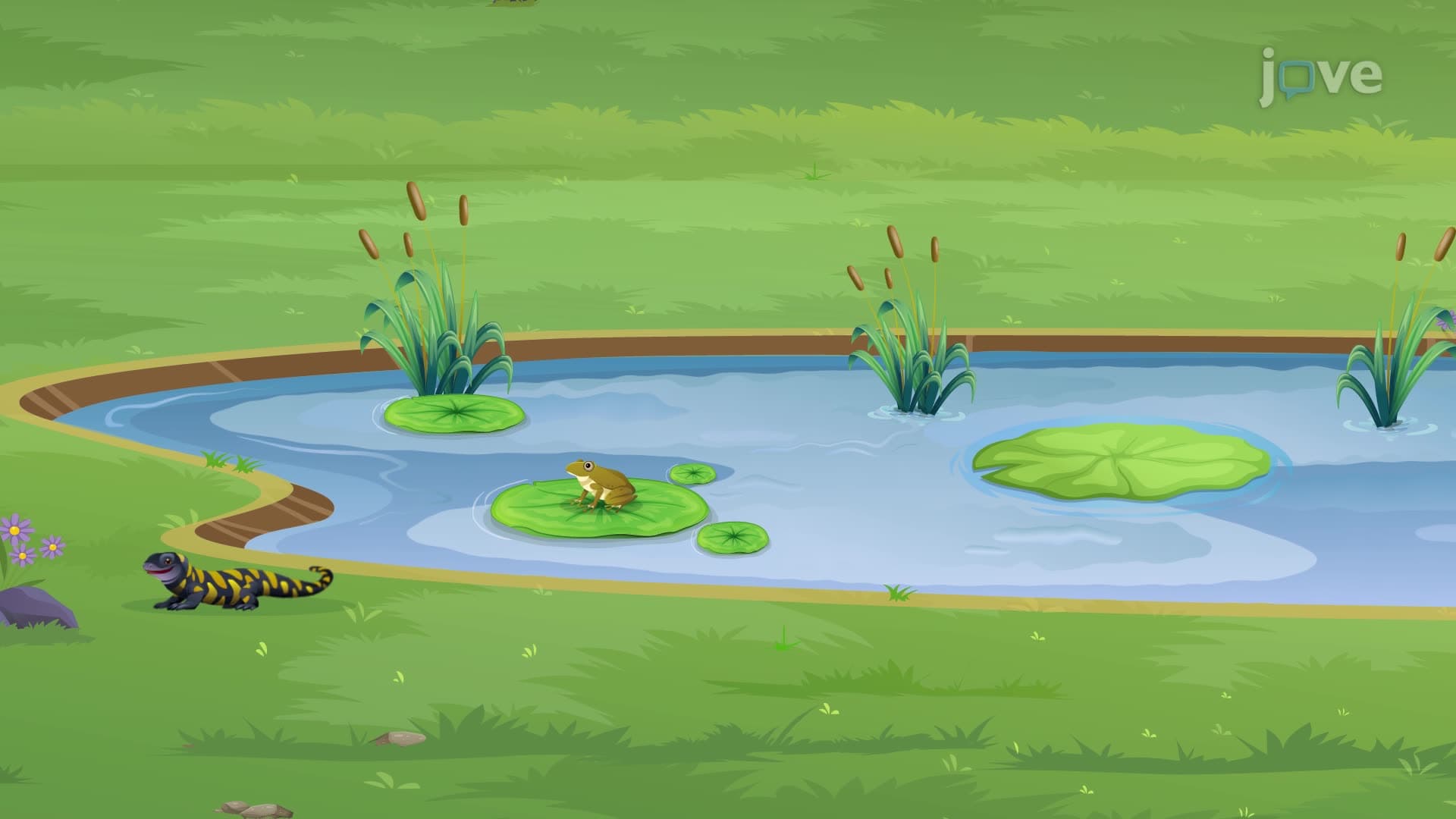 Vertebrate Diversity