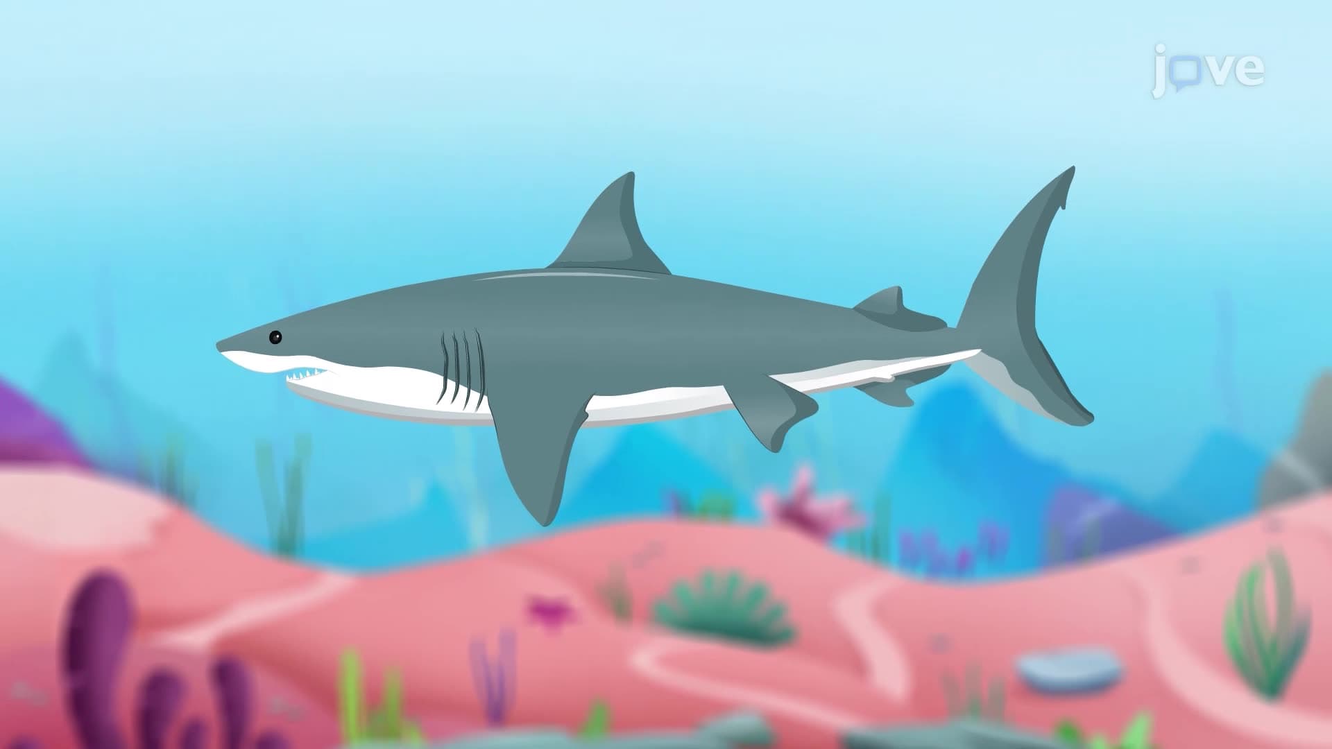 Cartilaginous Fish