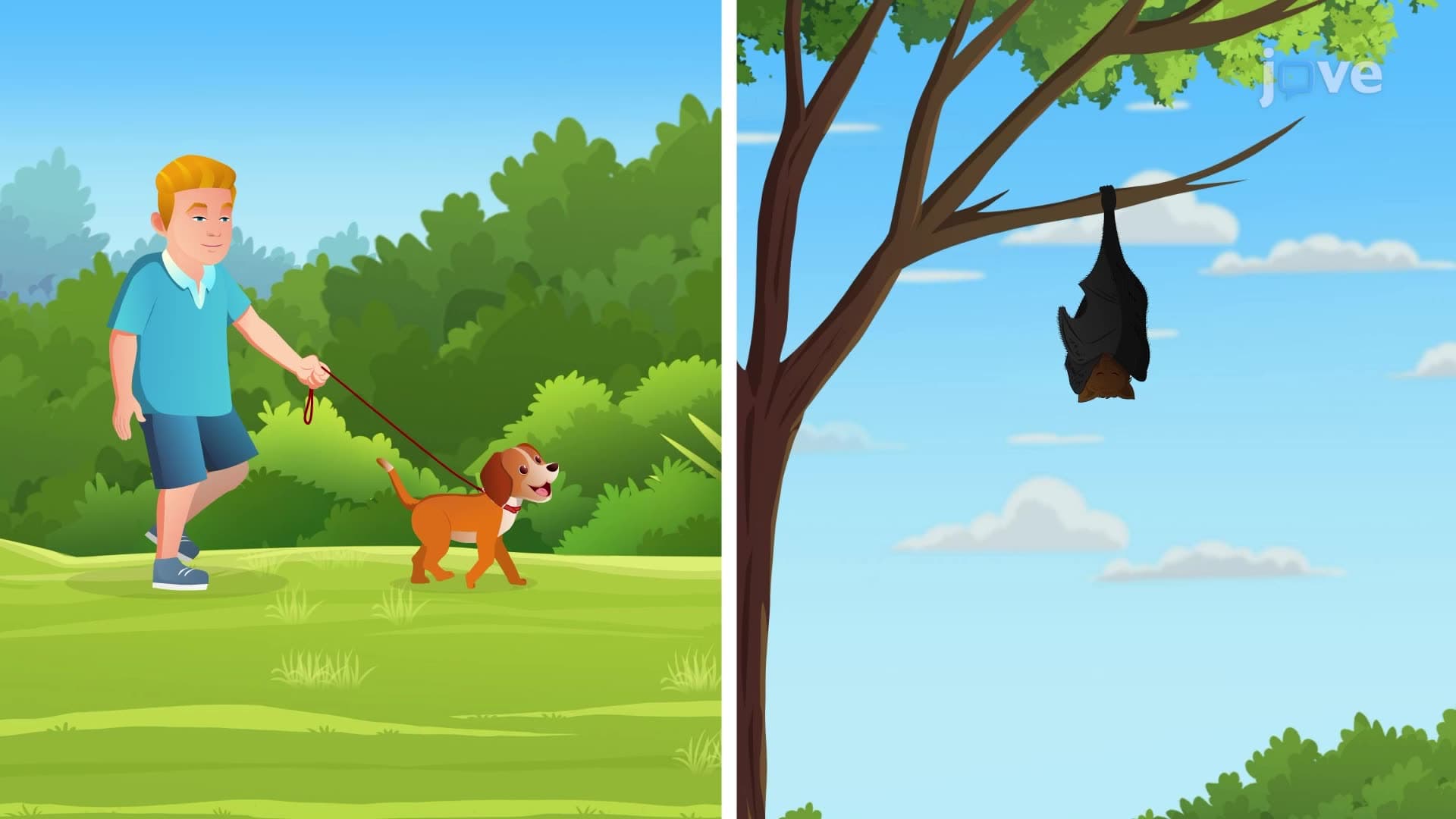 Mammal Overview