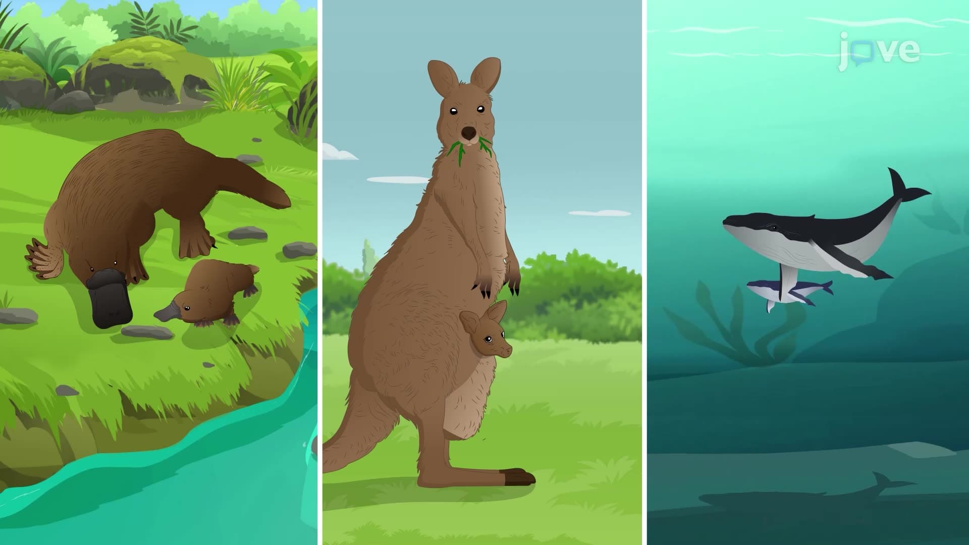 Mammal Reproduction