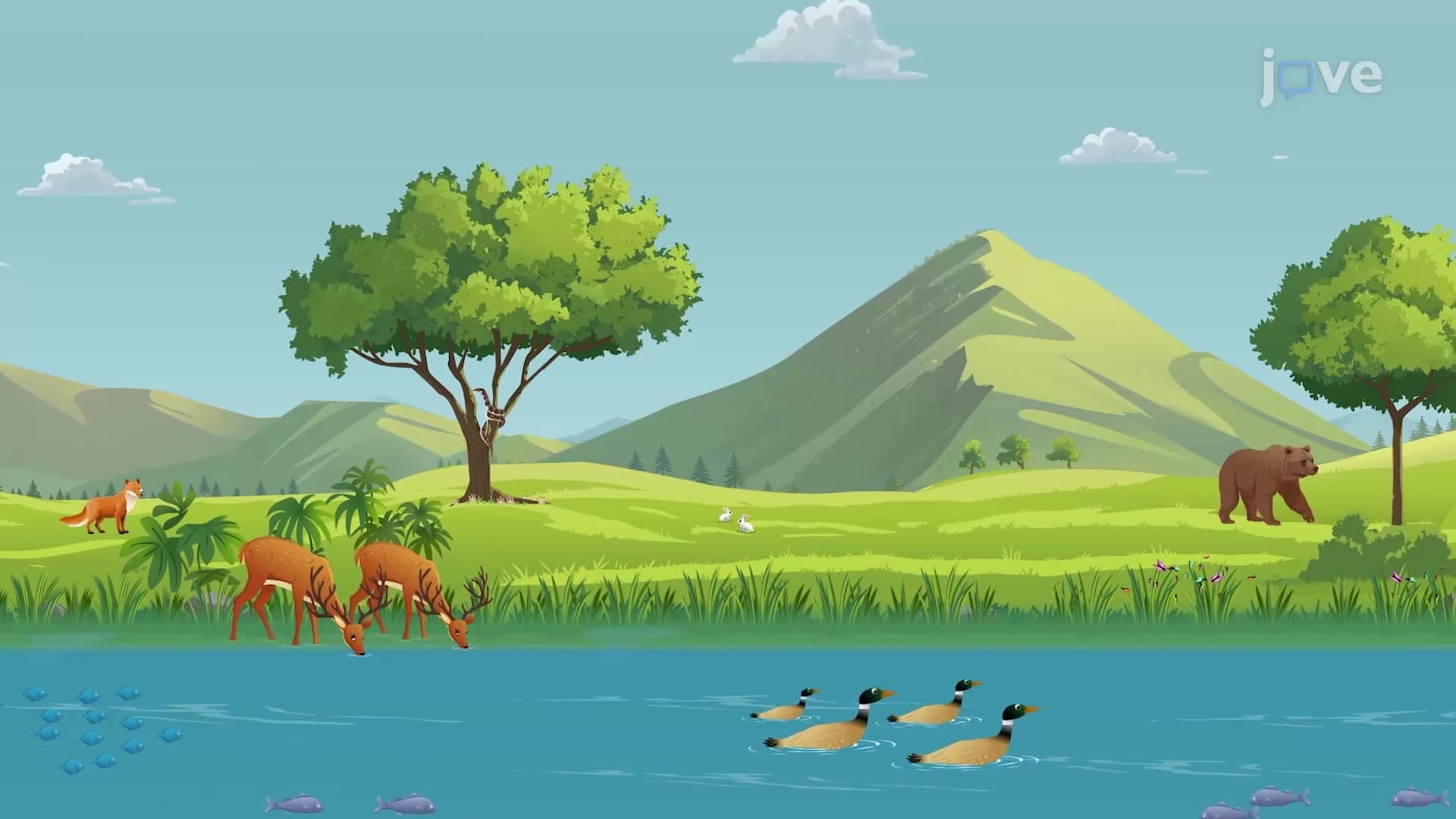 Importance of Biodiversity
