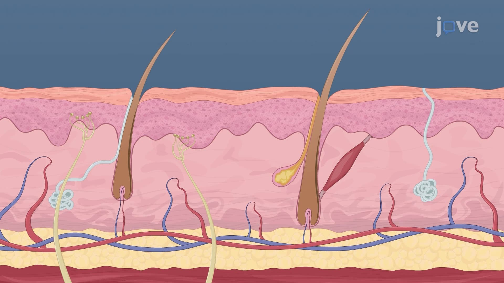 Structure of Skin