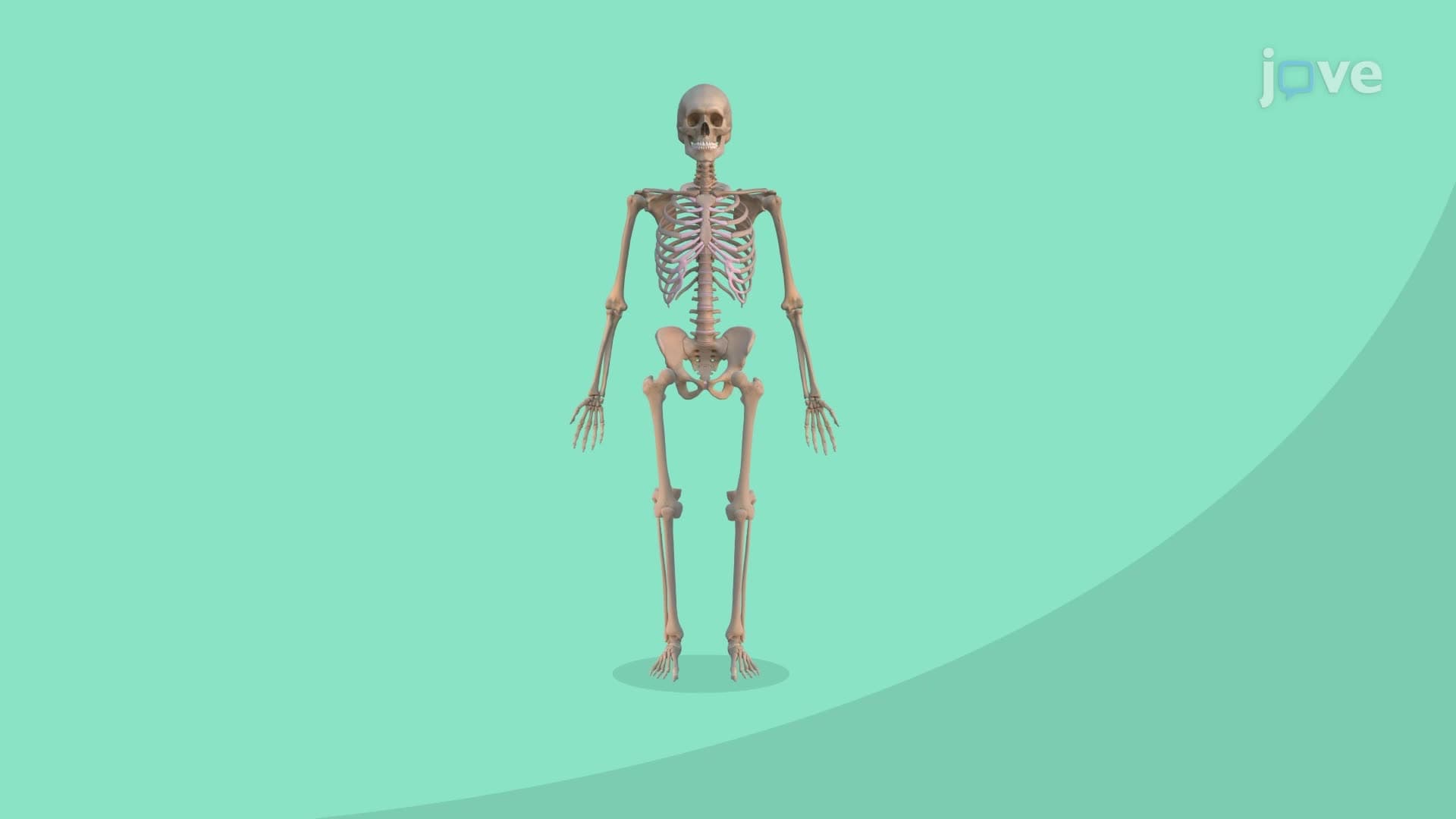 Bone Health