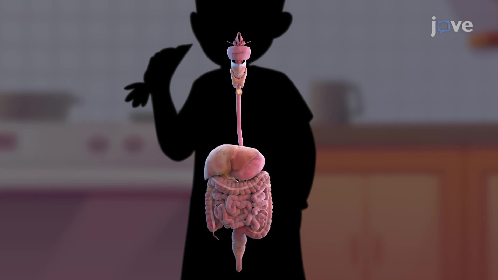 Digestive System