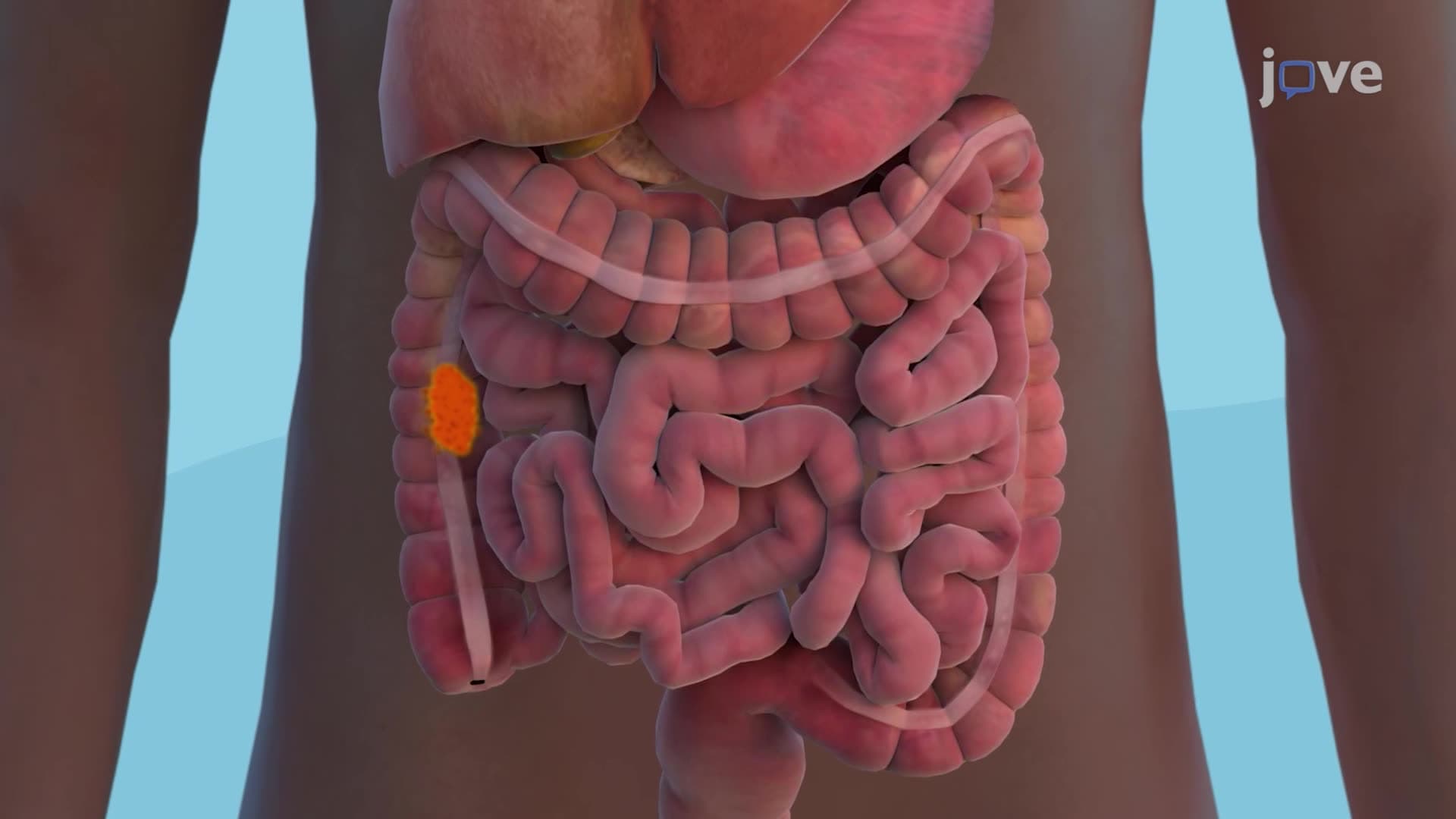 Digestive System Organs