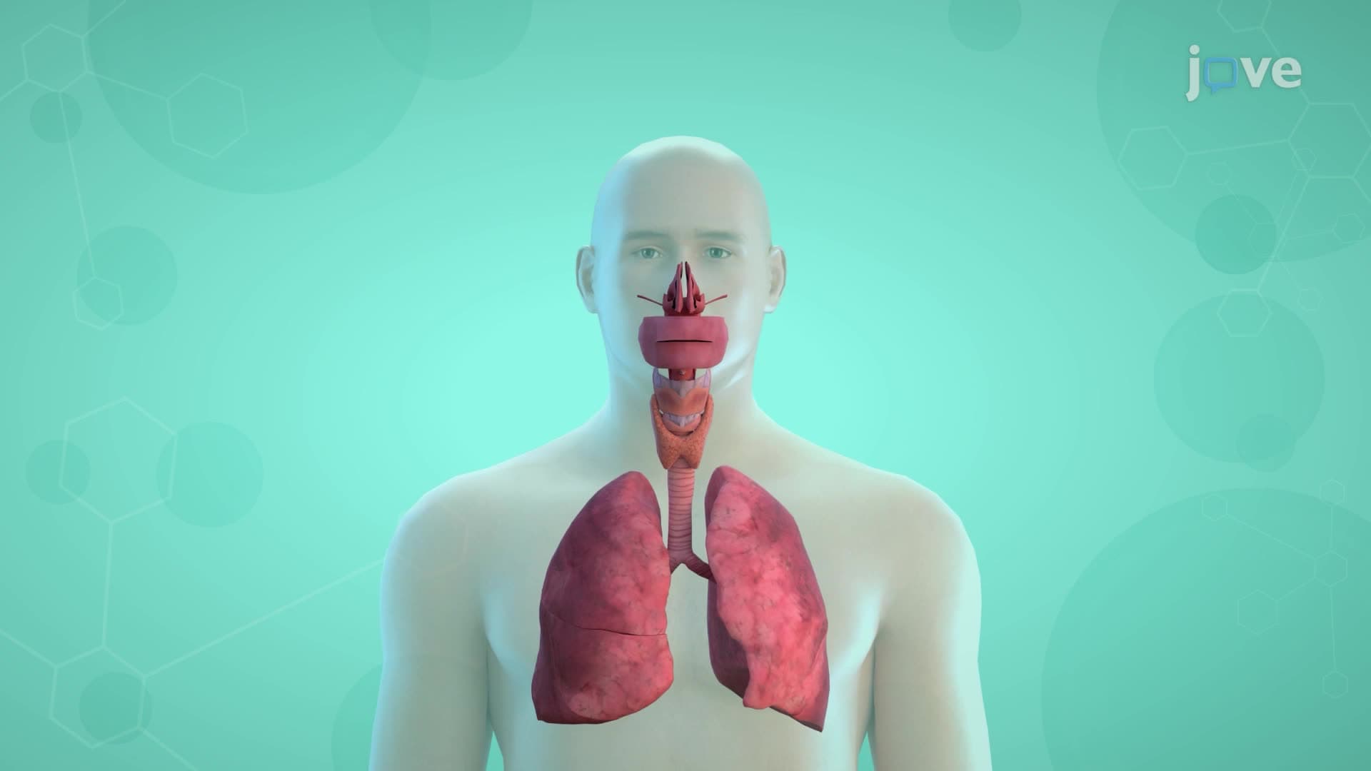 Respiratory System