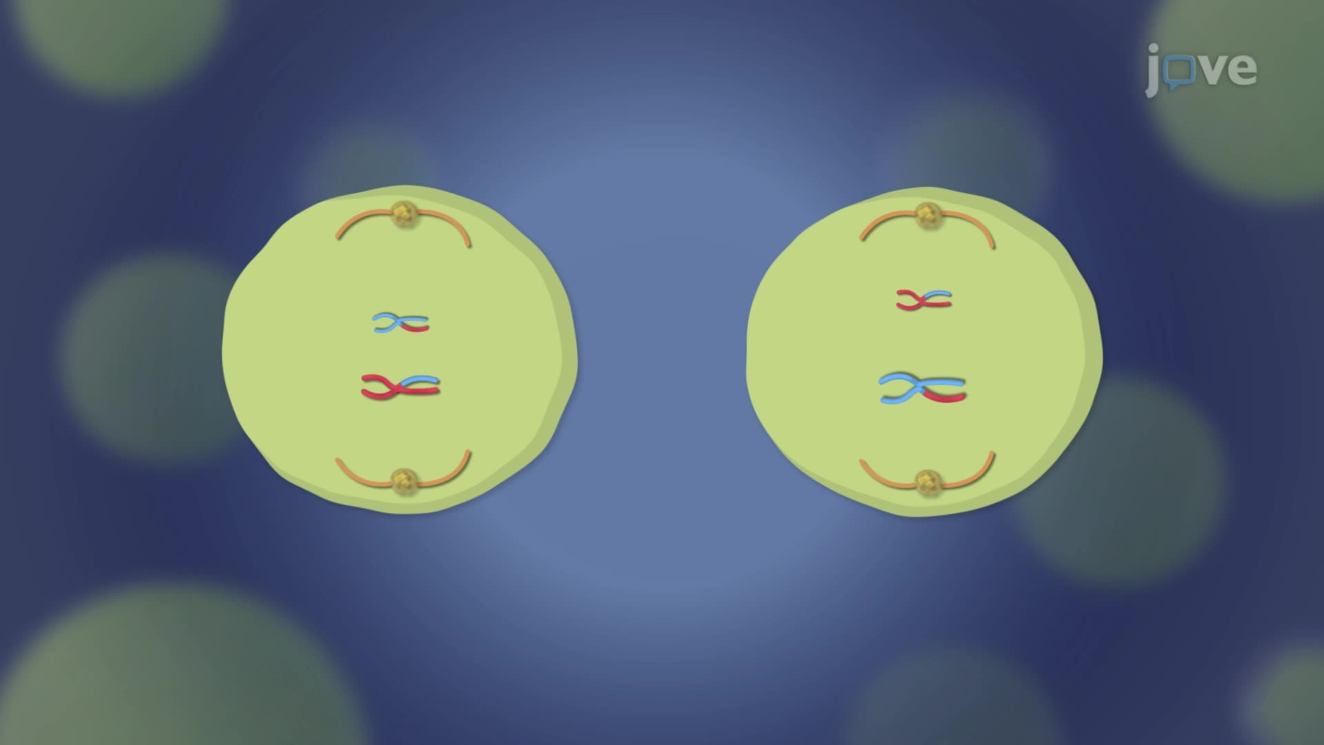 Meiosis II