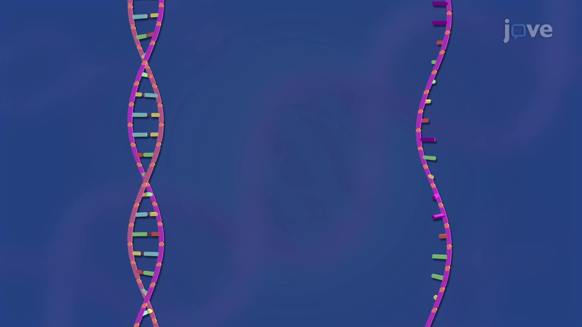 DNA and RNA