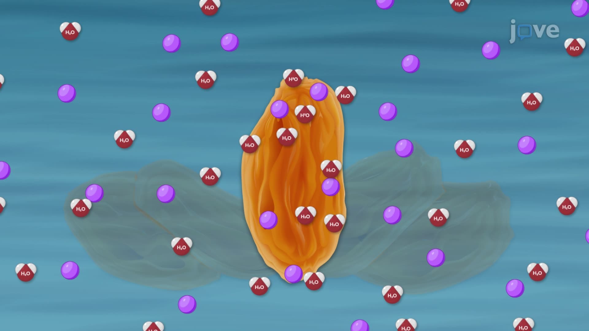 Osmosis