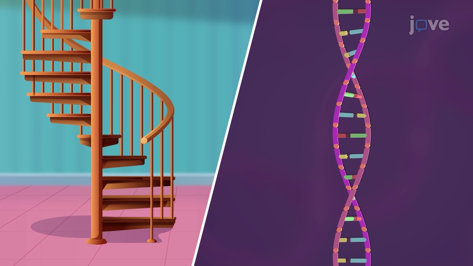 DNA Structure