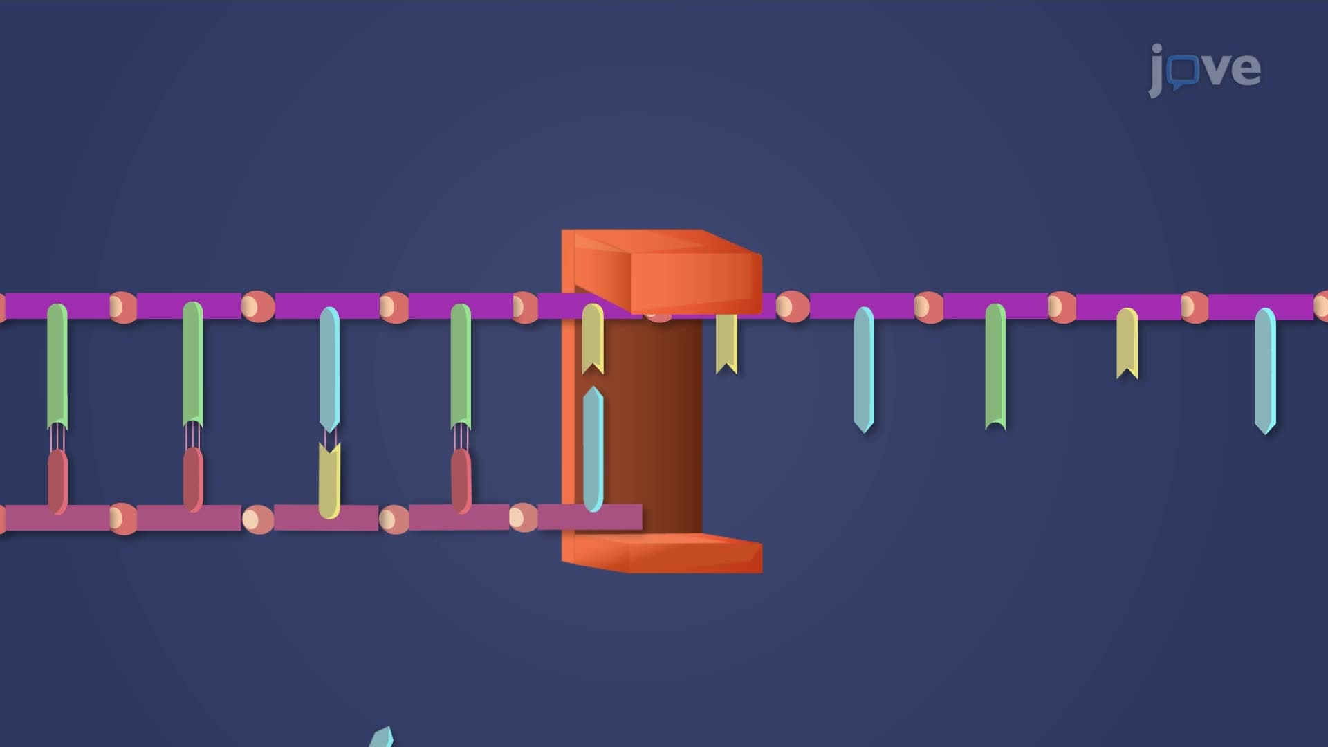 DNA Replication