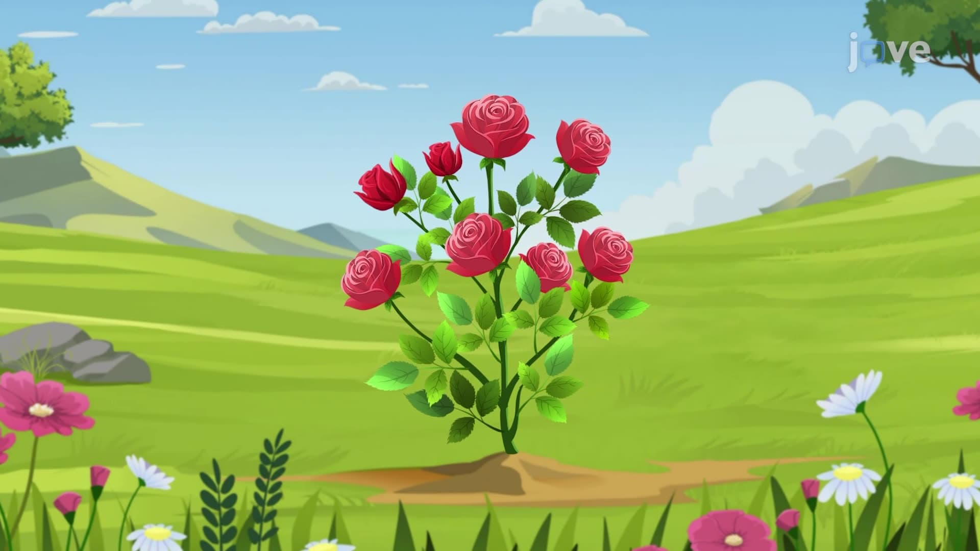 Plant Life Cycle II