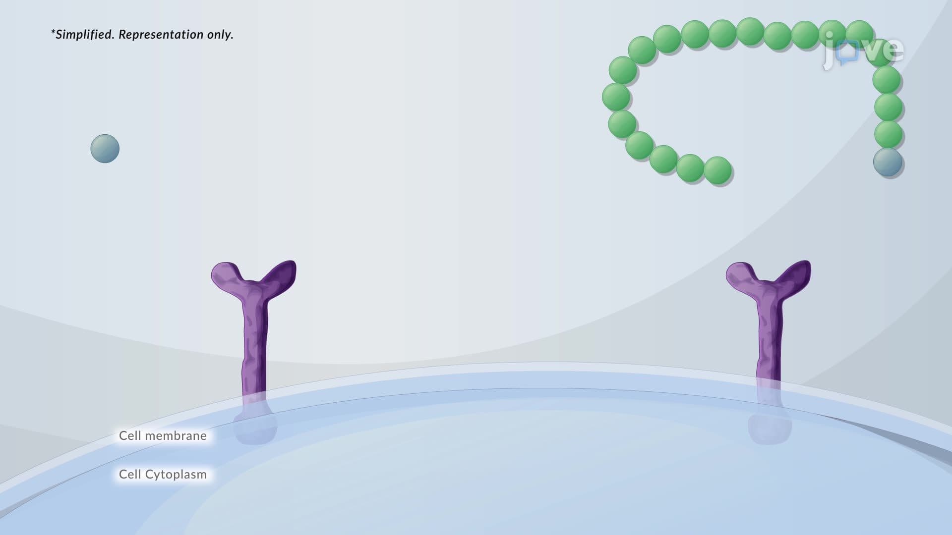 Molecular Shapes