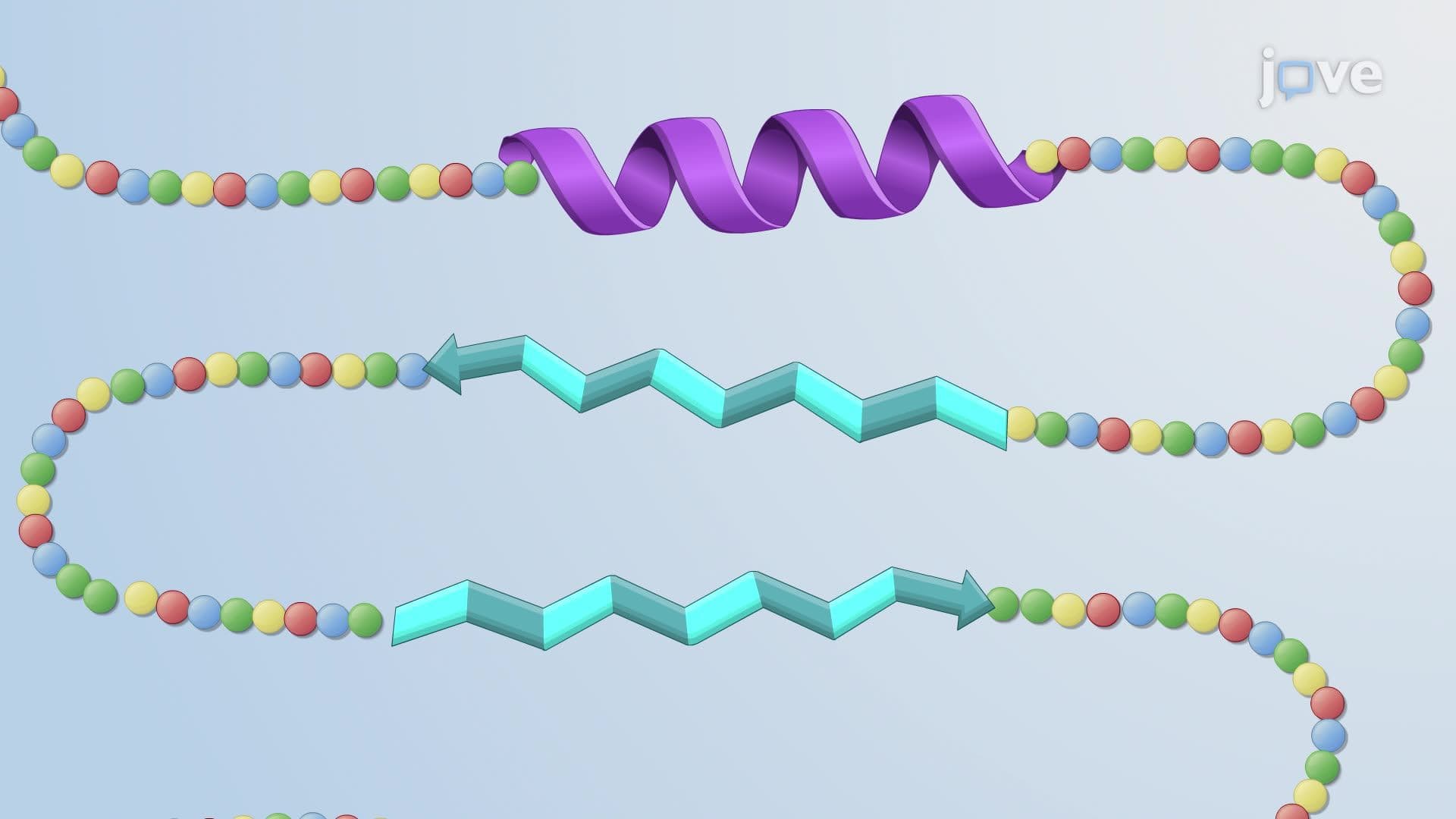 Protein Organization