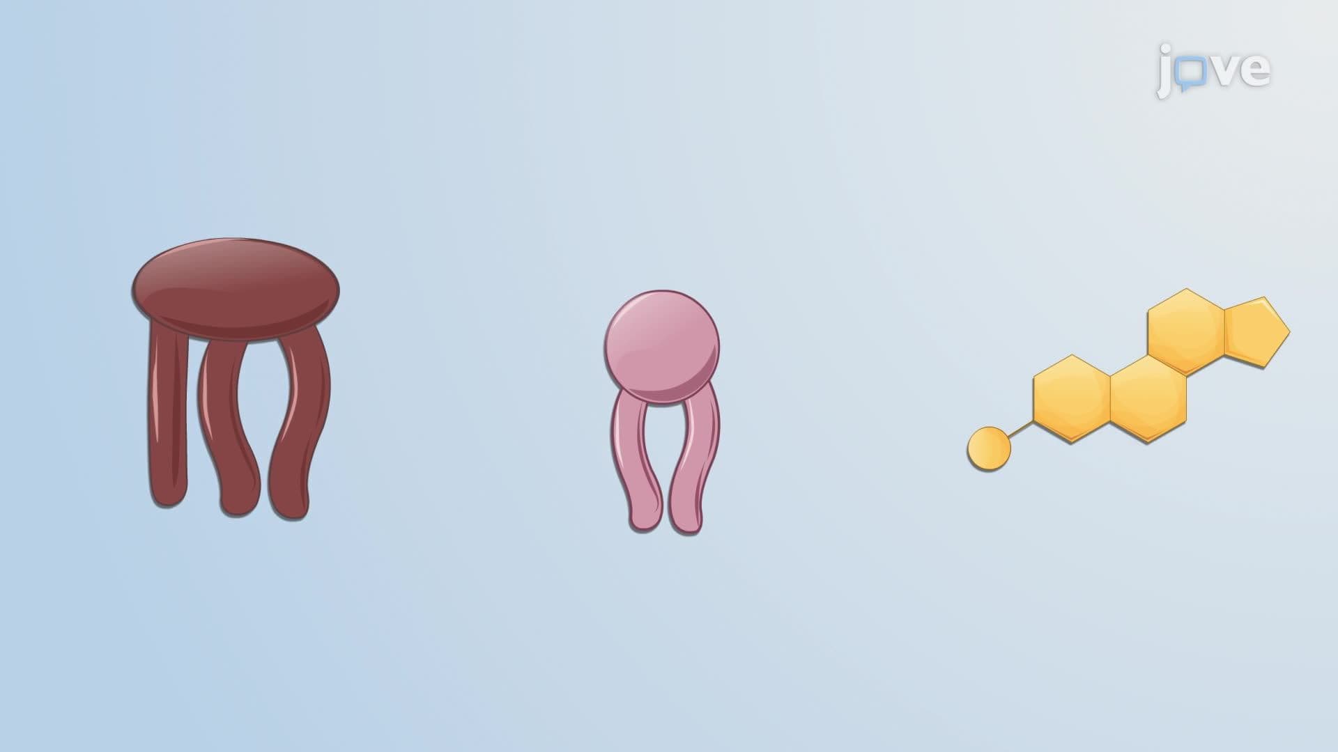What are Lipids?